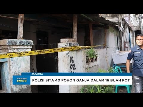 POLRES METRO JAKARTA BARAT GREBEK RUMAH DI CENGKARENG YANG DISULAP JADI LAHAN TANAMAN GANJA