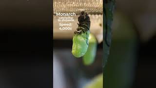 Monarch caterpillar to chrysalis in 15 seconds! 😲🦋 #monarchbutterfly #metamorphosis