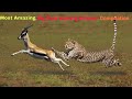 African Big Cats Hunting Compilation Cheetah Lion Jaguar Leopard