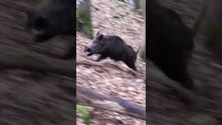 Keiler🐗❗️Das war dicht 😧 #keiler #sauen #wildschwein #angriff #jagd #hunting #wildboar #drückjagd