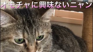 オモチャには興味ないニャン🐱 I am not interested in toys