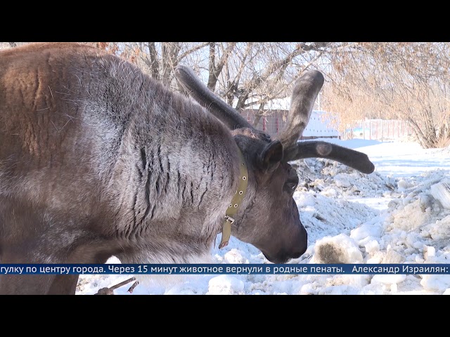 В Ангарске из зоопарка сбежал олень