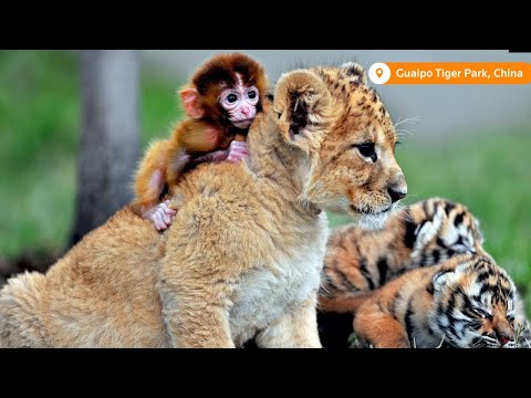 幻燈片。不可能的動物友誼 (Slideshow: Unlikely animal friendships)