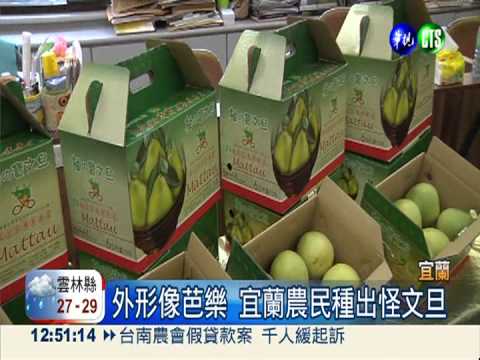 麻豆文旦產值多2成 價格也變貴