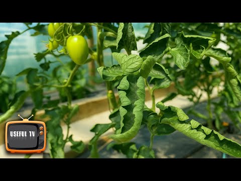 Tomato leaves are curling up! It's easy to fix!