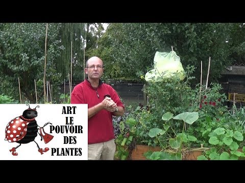 , title : 'Conseils jardinage: comment protéger vos pieds de tomates du mildiou'