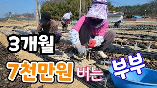칼하나로 부부가 3개월 7.000만원 이상 번다고? 무슨 직업이야?
