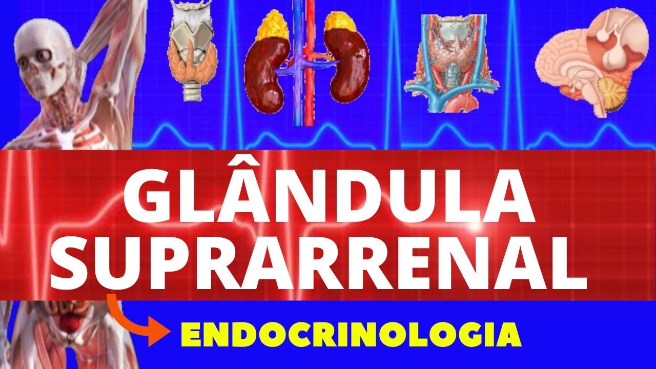 GLÂNDULA SUPRARRENAL (CORTISOL, ALDOSTERONA, ANDROGÊNIOS) - FISIOLOGIA HUMANA - FISIOLOGIA ENDÓCRINA
