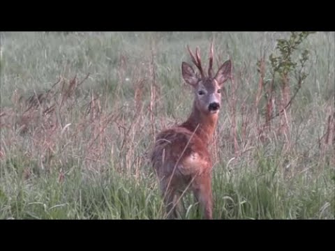 I Met Hunters - Episode 218 Deer Hunting - Where Are Those Myłkus?