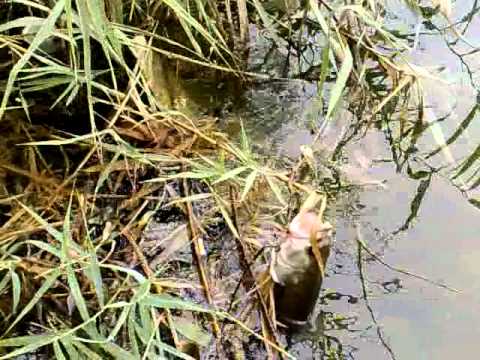 Pesca al BASS parte 1