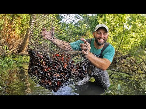 Catching Crawfish in the Mississippi River (Catch and Cook)