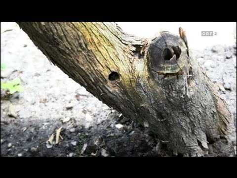 Marianne Jäger - Weidenbohrer