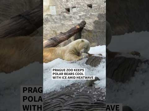 Video Thumbnail: Prague zoo keeps polar bears cool with ice amid heatwave | AFP