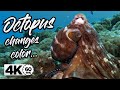 OCTOPUS Changes Color in 4K 60FPS | GoPro Hero 7 Black