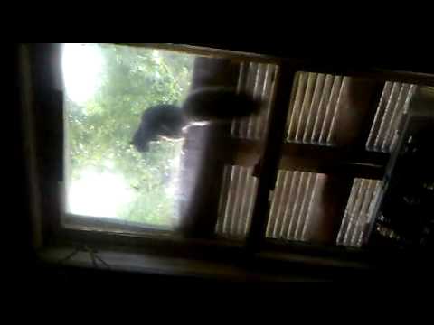 rudy kocur w windowsie :D