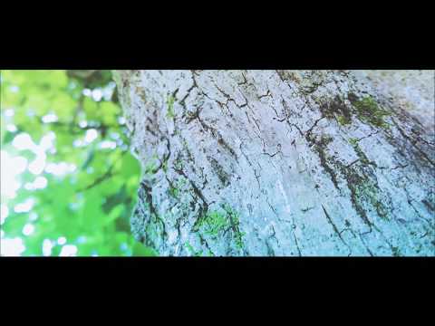 Cinematic Video of Nature | Ranau Lake