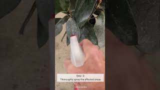 How to get rid of powdery white stuff on your plants