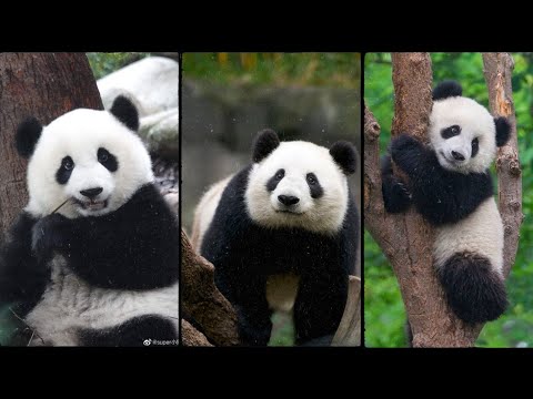 25 most beautiful pandas | cute pandas of the world #panda #pets #animals