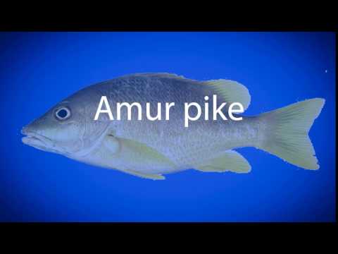 How to pronounce Amur pike