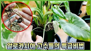 알로카시아 고수들이 입을 모아 말하는 알로카시아 죽이는법 3가지!!