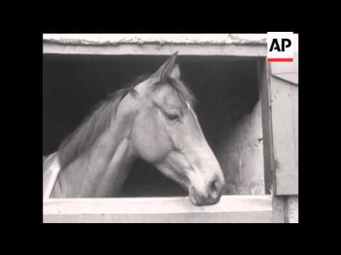 GRAND NATIONAL HORSES