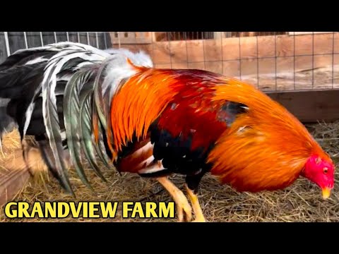 Perfection Yellow leg hatch - GRANDVIEW FARM