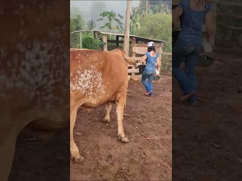 #roça #aroçavenceu #caipira #pecuaria #simplicidade #vidanaroça #vidanocampo #agro