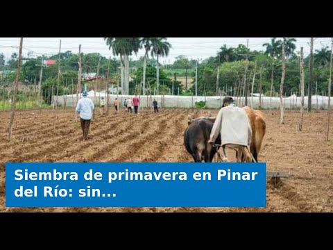 Siembra de primavera en Pinar del Río: sin semillas, combustible ni fertilizantes