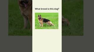 Dog Breeds in English#english #dog #dogs #englishlearning #englishvocabulary #englishlanguage