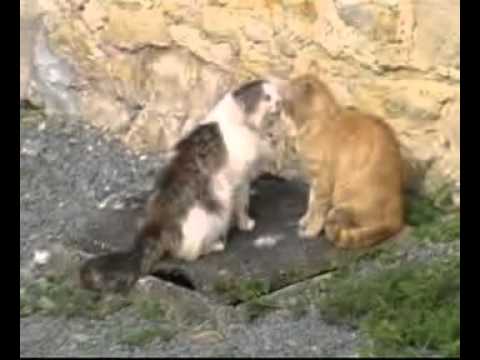 Chat En Chaleur Miaule Jour Et Nuit Sosanimaux