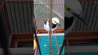 Download lagu Jalak Hongkong Cor Dor mp3