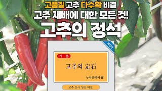 고품질 고추 다수확 노하우의 모든것! 고추의 정석