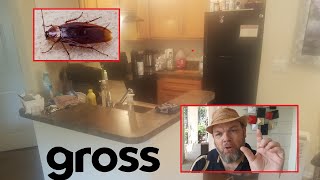 How I Got Rid of GROSS Palmetto Bugs in Florida FOREVER (No More American Roach Cockroaches)