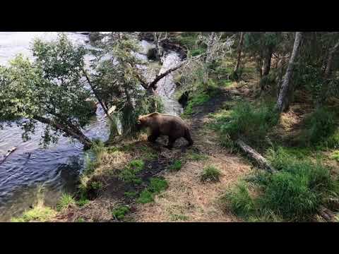 Close encounter with a Brown Bear in Katmai, Alaska! Brooks Lodge | Katmai National Park