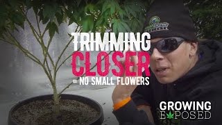 Trimming Closer: DON&#39;T GROW SMALL FLOWERS - Growing Tips 03
