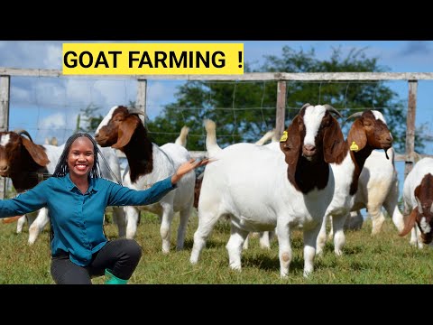 , title : 'How To START A Profitable GOAT Farm Business! | Beginners (DETAILED)'