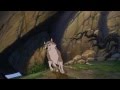 The Bear Fight Todd Copper And Aleu