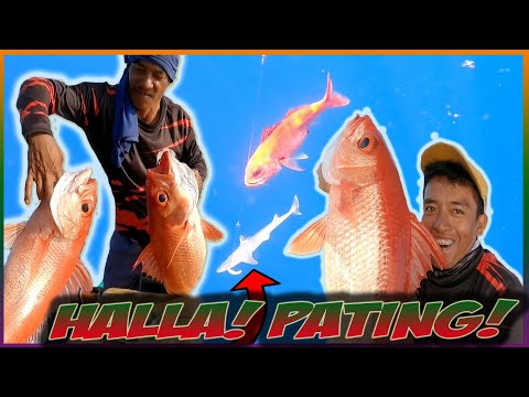 JACKPOT! HULING ARAW NA NAKATSAMBA NG MALALAKING MAMAHALING ISDA: DAY4 PART1 MAY PATING OA NGA😮
