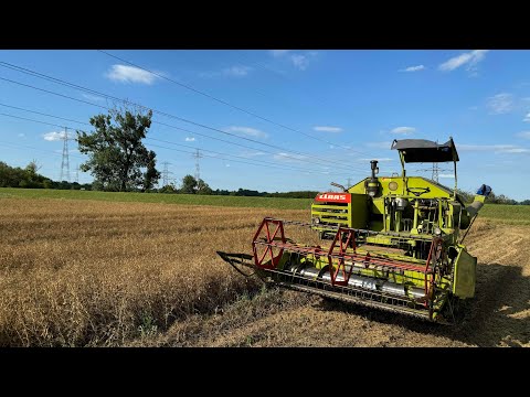 The first pea harvest on the farm. 09/07/2024 We're cutting the peas.