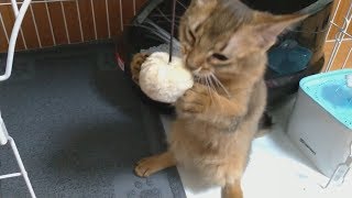 猫パンチ炸裂