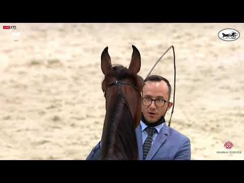 N 136 MAZYOUN AL BIDAYER   Dubai International Arabian Horse Championship 2021   Yearling Colts Clas