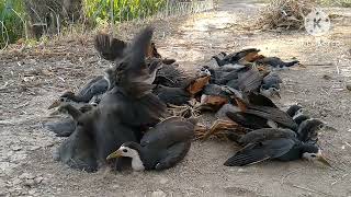 Download lagu MIKAT DISINI YANG DATANG ROMBONGAN mp3