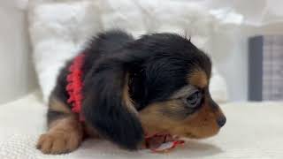 ハーフ犬の動画01