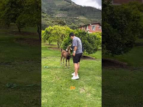 Primer día visitando Patate-Tungurahua-Ecuador. 😌  #viajes  #reelsviralシ #sierraecuador