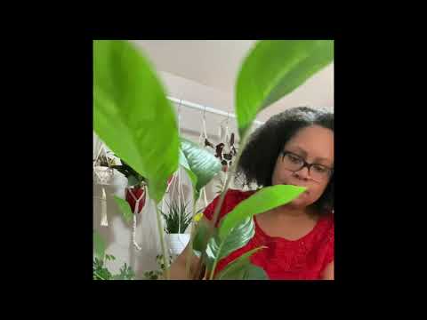 ILLExotics plant unboxing