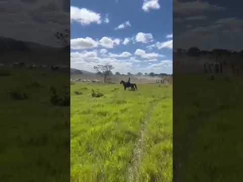 FAZENDA EM NOVA ROMA- GO             979,48 HECTARES DE TERRA FÉRTIL.
