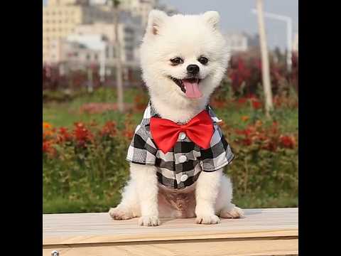 Рубашка для собак «Клеточка», серый, праздничная одежда для собак - фото 1 - id-p2931703864