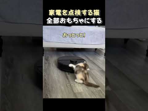 ルンバに乗って部屋をパトロールする猫 のサムネイル