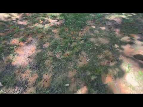 Homeowner Has Community of Digger Bees in...