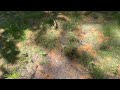 Homeowner Has Community of Digger Bees in Backyard in Little Silver, NJ